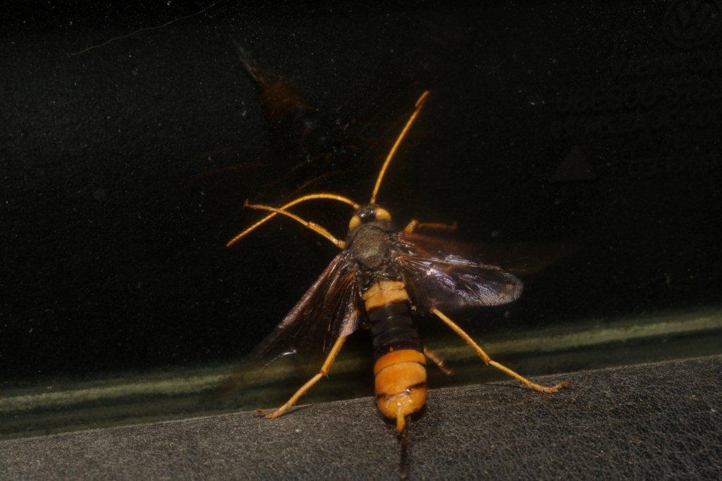 Urocerus sp.